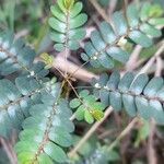 Phyllanthus niruri 葉