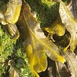 Fucus Vesiculosusഇല