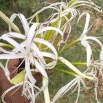 Crinum asiaticum Кветка