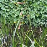 Carex acutiformis ফুল