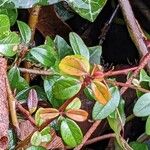 Cotoneaster dammeri Blad