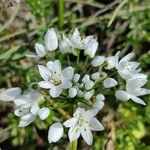 Allium neapolitanum Flower