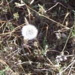 Crepis foetida Leaf