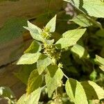 Acalypha virginica Blatt