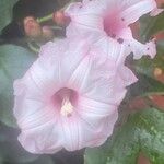 Ipomoea horsfalliae Flower