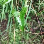 Smilax asperaBlad