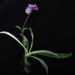 Nardostachys jatamansi 整株植物