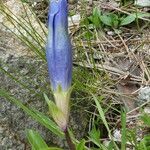 Gentiana acaulis Квітка