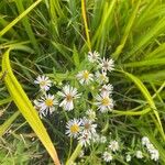 Symphyotrichum lanceolatum പുഷ്പം