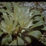 Lewisia kelloggii Habit