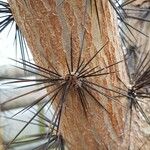 Rhodocactus grandifolius 其他