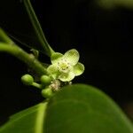 Casearia coriacea Fiore