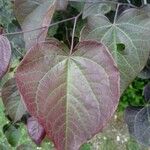 Cercis canadensisপাতা