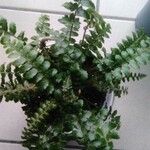 Polystichum polyblepharum Hoja