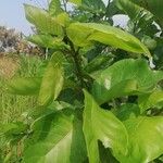 Nauclea latifolia Folio