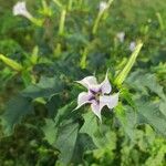 Datura stramoniumÕis