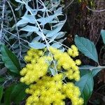 Acacia podalyriifolia Flor