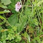 Dactylorhiza fuchsii Хабит