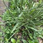 Catananche caerulea Лист