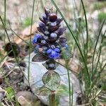 Ajuga pyramidalis Цветок