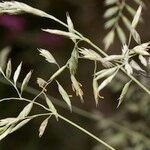 Festuca pallens Anders