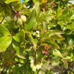 Vaccinium cylindraceum Fruto