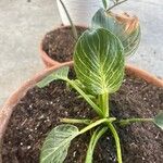 Dieffenbachia oerstediiDeilen