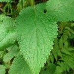 Stachys alpina Leaf