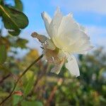 Rosa sempervirens Flower