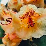 Rhododendron irroratum 花