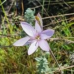Hesperantha petitiana Květ