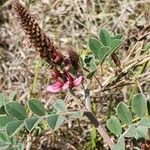 Indigofera schimperi 花