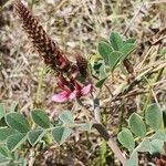 Indigofera schimperi Kvet