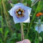 Codonopsis clematidea Flor