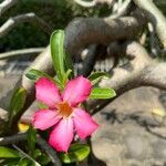 Adenium obesum Flower