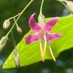 Prenanthes purpurea फूल