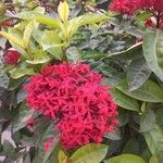 Ixora coccinea Flower