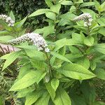 Lysimachia clethroides 花