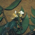 Swartzia polyphylla Virág
