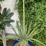 Agave demeesteriana Feuille