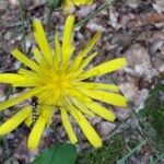 Hieracium vulgatum (Fleur)