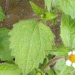 Galinsoga quadriradiata Fuelha