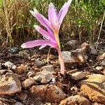 Colchicum longifolium Habit