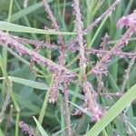 Cynodon dactylon Flower