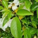 Rosa laevigata Leaf