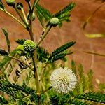 Leucaena leucocephala Floare