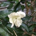 Brunfelsia americana Floro