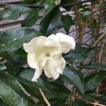 Brunfelsia americana Virág