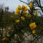 Ulex europaeus Flower