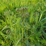 Achillea nobilisLeaf